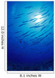 Micronesia, School Blackfin Barracuda, Silhouetted By Sunburst Wall Mural