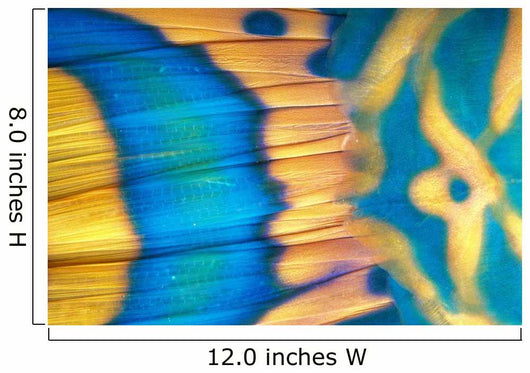 Micronesia, Extreme Close-Up Bicolor Parrotfish Tail Fin Scale Detail Wall Mural