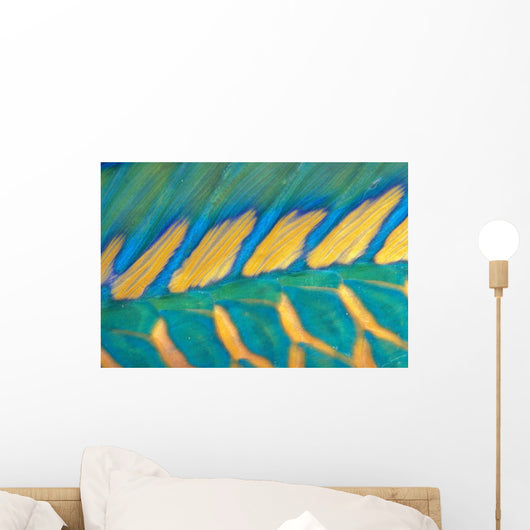 Micronesia, Bicolor Parrotfish Dorsal Fin And Scales, Detail Wall Mural