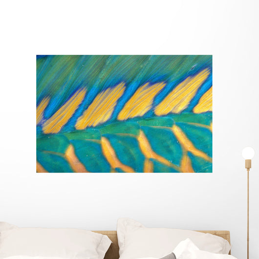 Micronesia, Bicolor Parrotfish Dorsal Fin And Scales, Detail Wall Mural