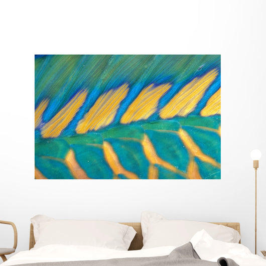 Micronesia, Bicolor Parrotfish Dorsal Fin And Scales, Detail Wall Mural