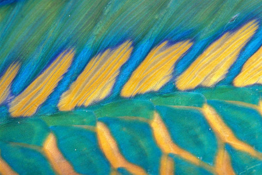 Micronesia, Bicolor Parrotfish Dorsal Fin And Scales, Detail Wall Mural