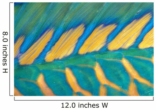 Micronesia, Bicolor Parrotfish Dorsal Fin And Scales, Detail Wall Mural
