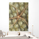 Micronesia, Close-Up Brittle Star On Hard Coral Wall Mural