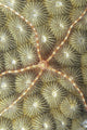 Micronesia, Close-Up Brittle Star On Hard Coral Wall Mural