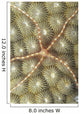 Micronesia, Close-Up Brittle Star On Hard Coral Wall Mural