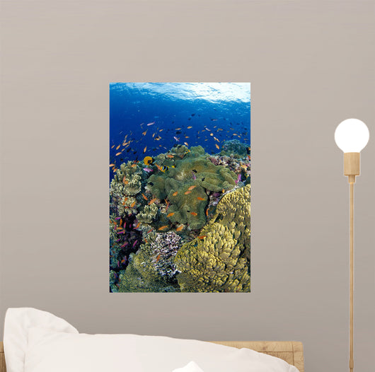 Reef Scene With Orange-Fin Anemonefish School Wall Mural