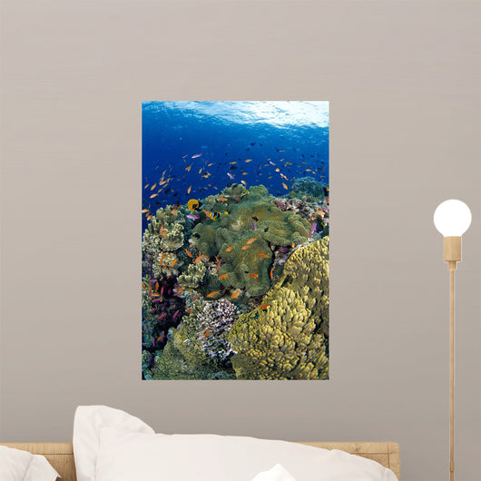 Reef Scene With Orange-Fin Anemonefish School Wall Mural