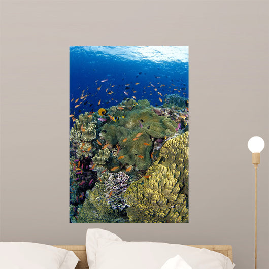 Reef Scene With Orange-Fin Anemonefish School Wall Mural