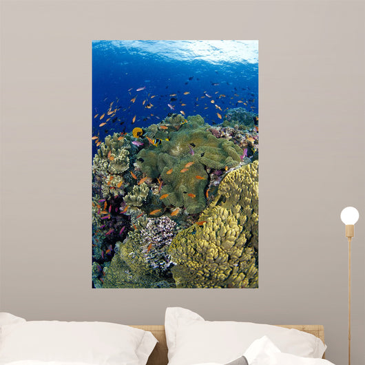 Reef Scene With Orange-Fin Anemonefish School Wall Mural