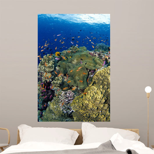 Reef Scene With Orange-Fin Anemonefish School Wall Mural
