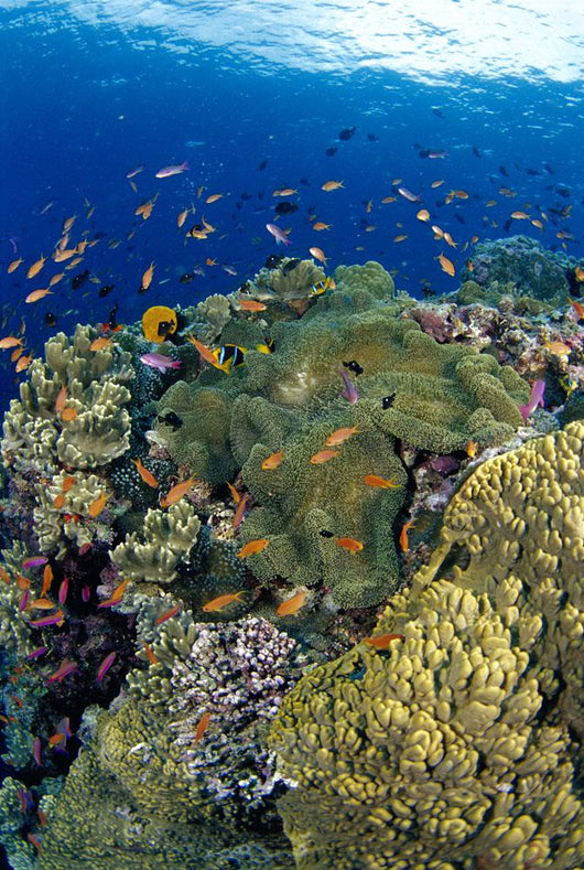Reef Scene With Orange-Fin Anemonefish School Wall Mural