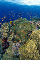 Reef Scene With Orange-Fin Anemonefish School Wall Mural