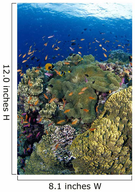 Reef Scene With Orange-Fin Anemonefish School Wall Mural
