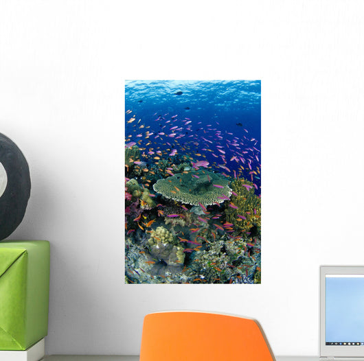 Hard Coral Reef Scene With School Lyretail Anthias Surface Visible Wall Mural