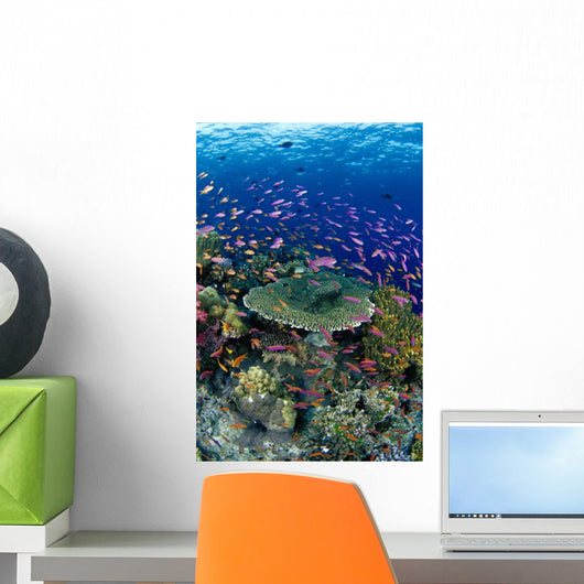 Hard Coral Reef Scene With School Lyretail Anthias Surface Visible Wall Mural