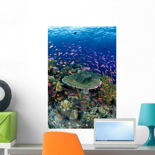 Hard Coral Reef Scene With School Lyretail Anthias Surface Visible Wall Mural