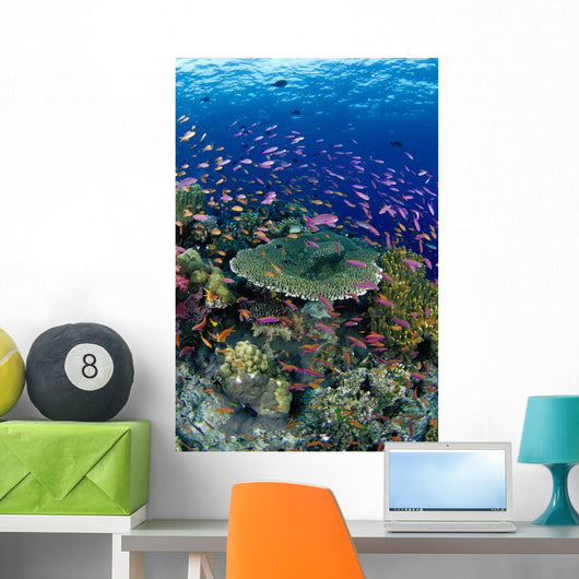 Hard Coral Reef Scene With School Lyretail Anthias Surface Visible Wall Mural