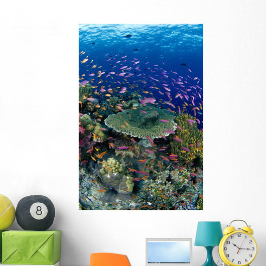 Hard Coral Reef Scene With School Lyretail Anthias Surface Visible Wall Mural