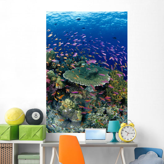 Hard Coral Reef Scene With School Lyretail Anthias Surface Visible Wall Mural