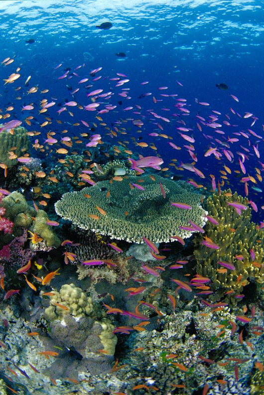 Hard Coral Reef Scene With School Lyretail Anthias Surface Visible Wall Mural