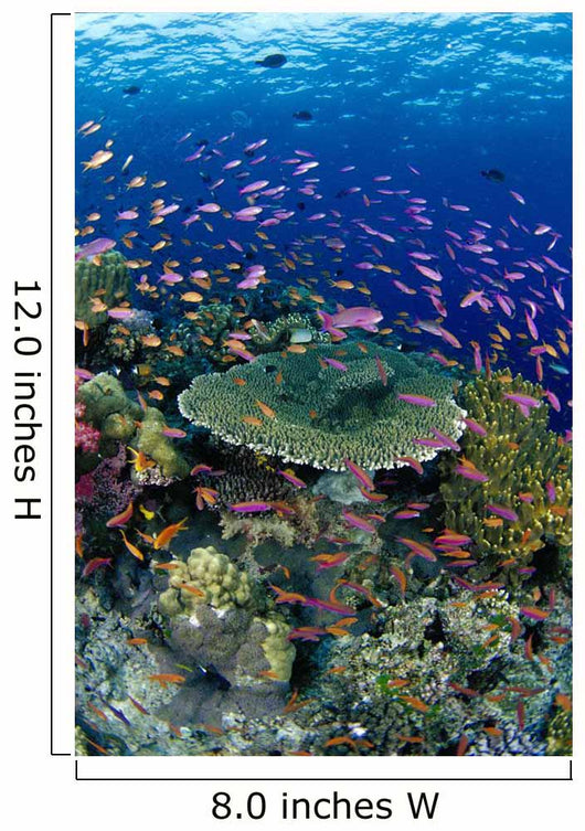 Hard Coral Reef Scene With School Lyretail Anthias Surface Visible Wall Mural