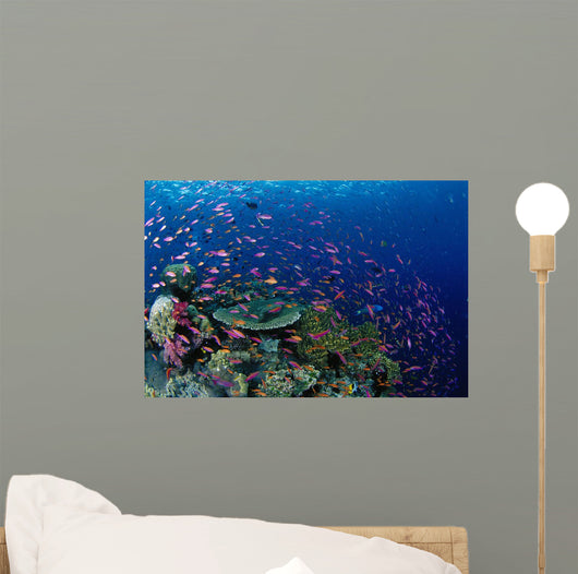 Fiji, Hard Coral Reef Scene With School Lyretail Anthias Surface Wall Mural