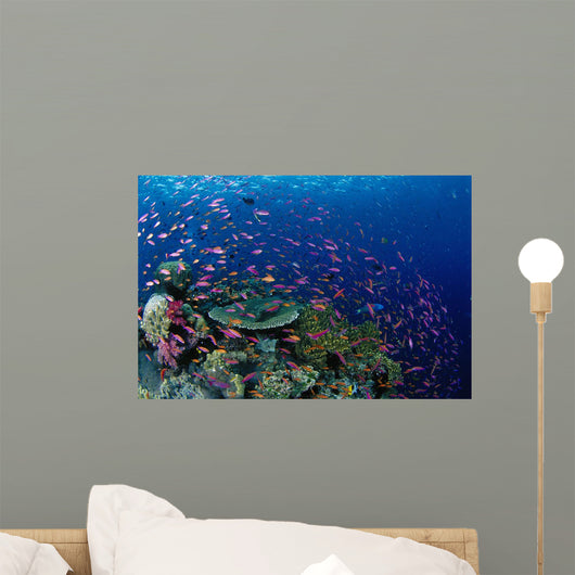 Fiji, Hard Coral Reef Scene With School Lyretail Anthias Surface Wall Mural
