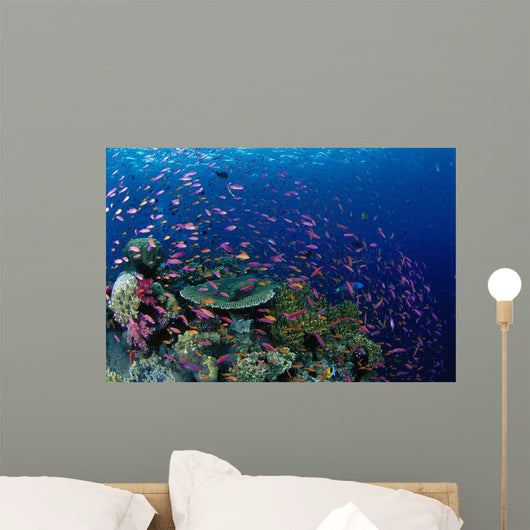 Fiji, Hard Coral Reef Scene With School Lyretail Anthias Surface Wall Mural