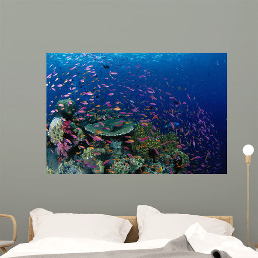 Fiji, Hard Coral Reef Scene With School Lyretail Anthias Surface Wall Mural