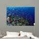 Fiji, Hard Coral Reef Scene With School Lyretail Anthias Surface Wall Mural