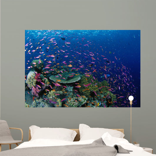 Fiji, Hard Coral Reef Scene With School Lyretail Anthias Surface Wall Mural