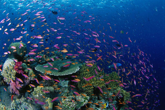 Fiji, Hard Coral Reef Scene With School Lyretail Anthias Surface Wall Mural