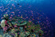 Fiji, Hard Coral Reef Scene With School Lyretail Anthias Surface Wall Mural