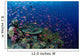Fiji, Hard Coral Reef Scene With School Lyretail Anthias Surface Wall Mural