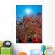 Sunburst Background Dendronephthya Sp? Wall Mural