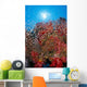 Sunburst Background Dendronephthya Sp? Wall Mural