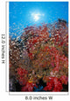 Sunburst Background Dendronephthya Sp? Wall Mural