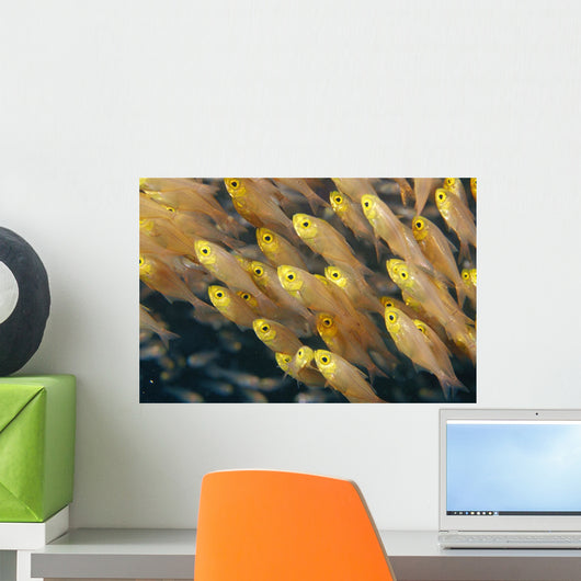 Thailand, Schooling Pygmy Sweepers Wall Mural