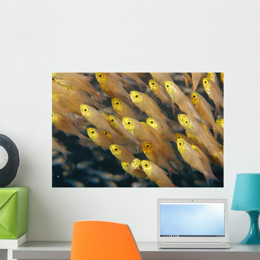 Thailand, Schooling Pygmy Sweepers Wall Mural