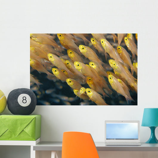Thailand, Schooling Pygmy Sweepers Wall Mural