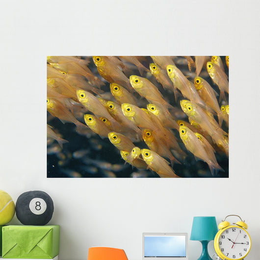 Thailand, Schooling Pygmy Sweepers Wall Mural