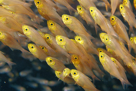 Thailand, Schooling Pygmy Sweepers Wall Mural