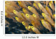 Thailand, Schooling Pygmy Sweepers Wall Mural