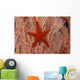 Thailand, Sea Star Aka Starfish Gorgonian Coral Red And White Wall Mural