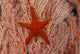 Thailand, Sea Star Aka Starfish Gorgonian Coral Red And White Wall Mural