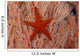 Thailand, Sea Star Aka Starfish Gorgonian Coral Red And White Wall Mural