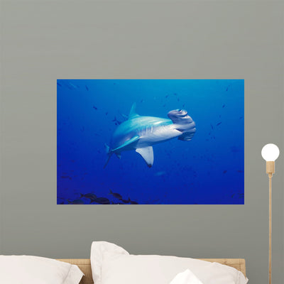 Close-up Scalloped Hammerhead Shark Wall Mural shown on a wall
