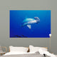 Close-Up Scalloped Hammerhead Shark Wall Mural