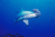 Close-Up Scalloped Hammerhead Shark Wall Mural
